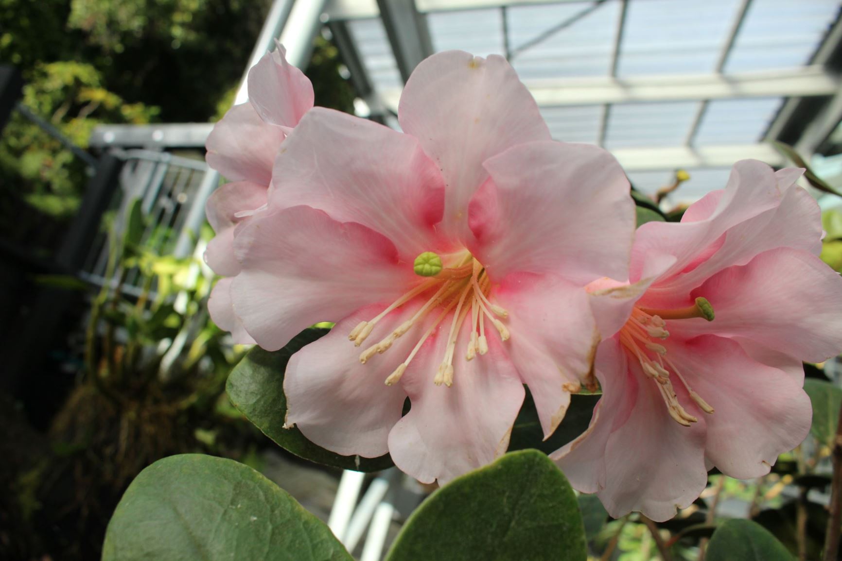 Rhododendron 'Koha' (Vireya)