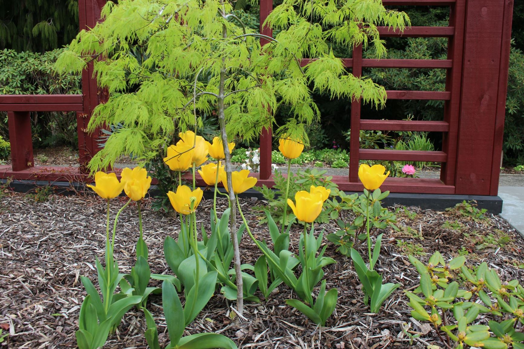 Tulipa 'Golden Apeldoorn'