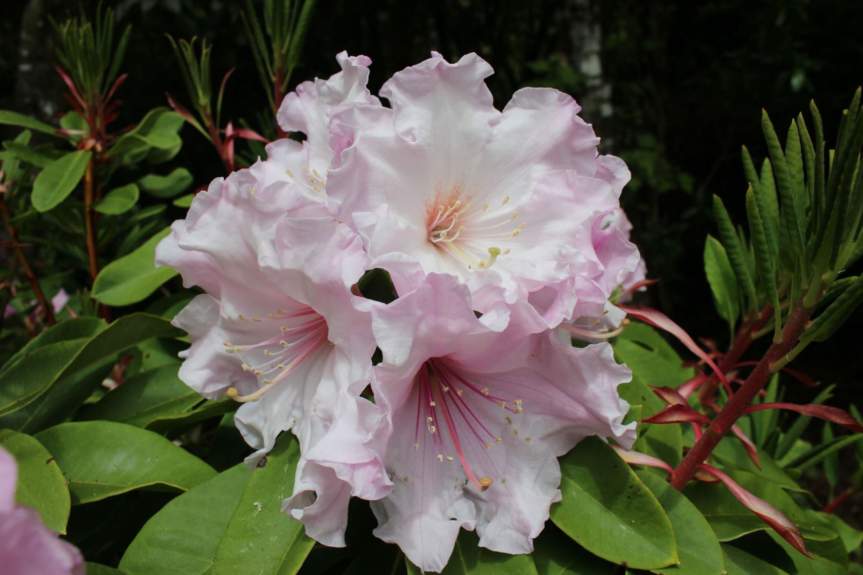 Rhododendron 'Plum Duff'