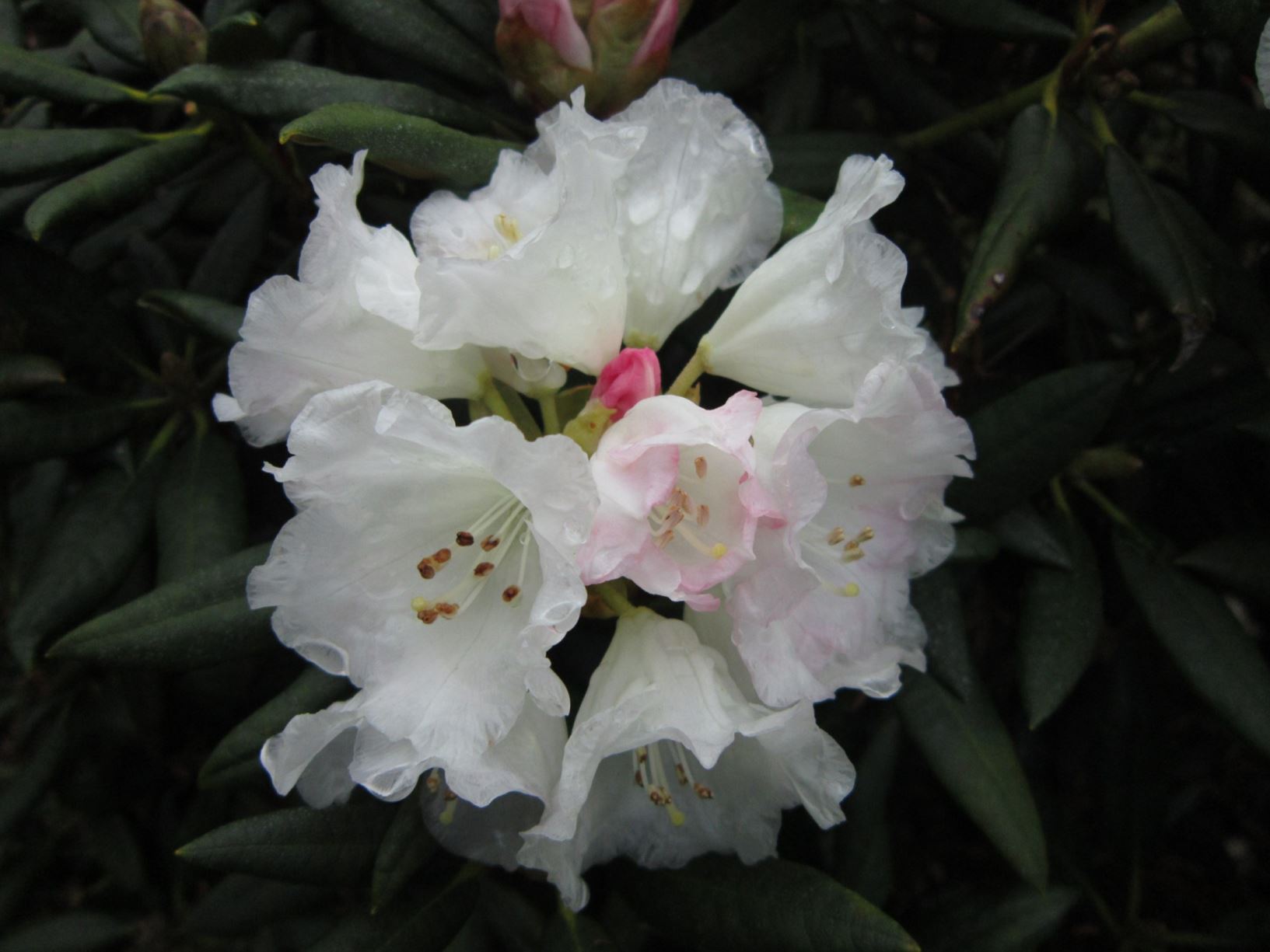 Rhododendron 'Coconut Ice' × R. degronianum subsp. yakushimanum