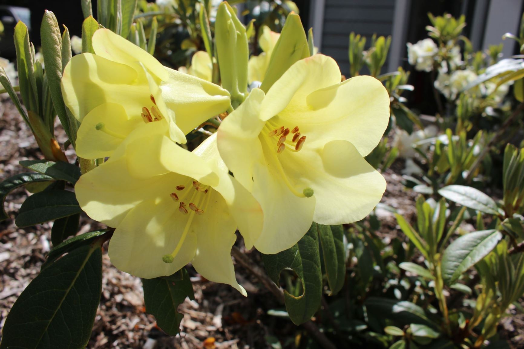 Rhododendron 'Michael's Pride'