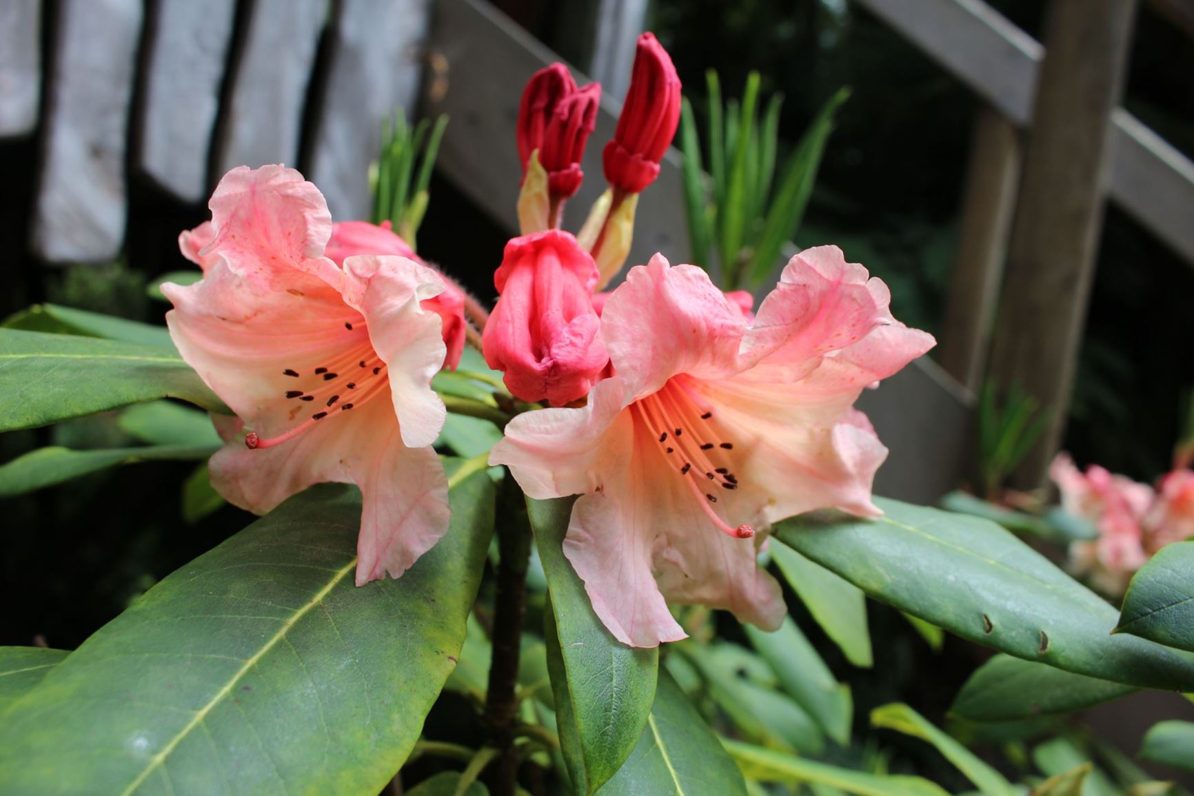Rhododendron 'C.I.S.'