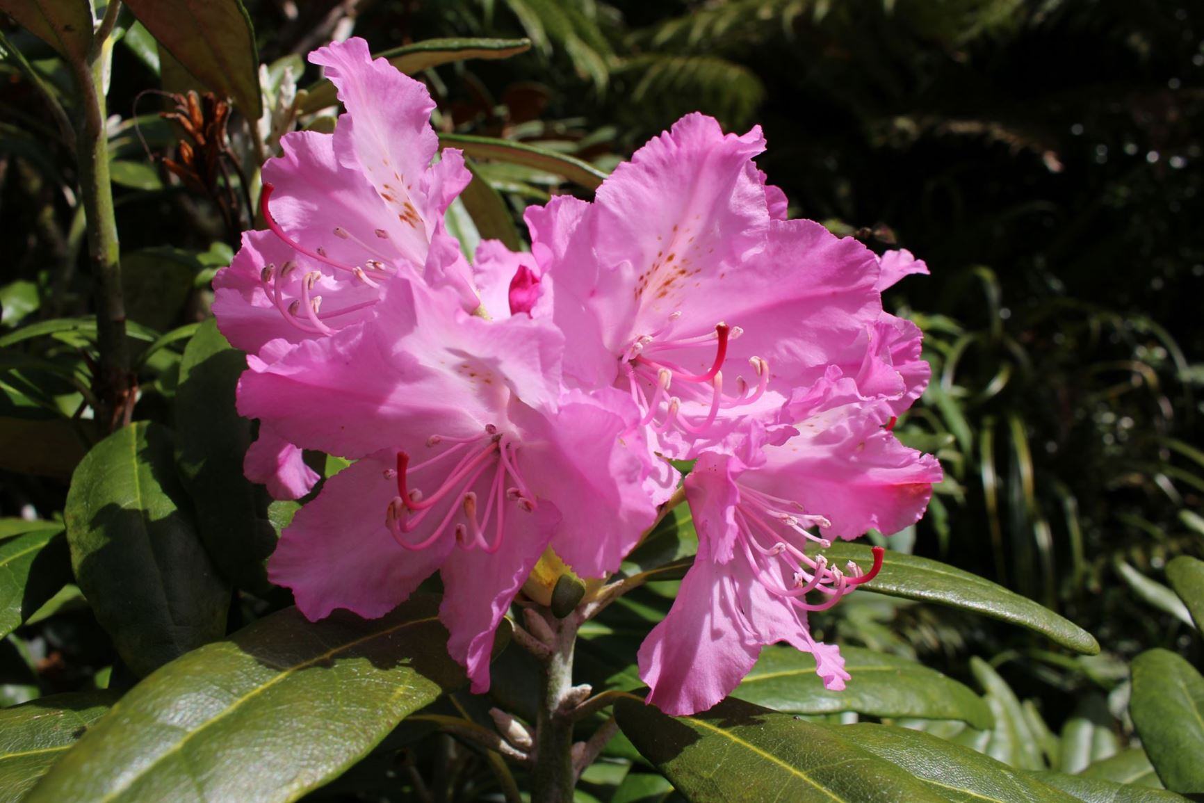 Rhododendron floribundum