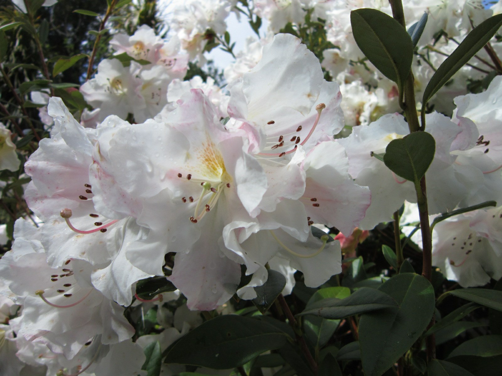 Rhododendron dendricola [Blush Form]