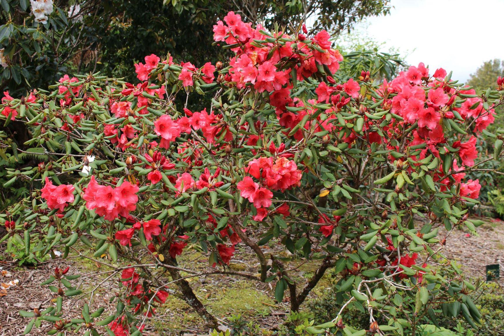 Rhododendron 'Ightham Bijou'