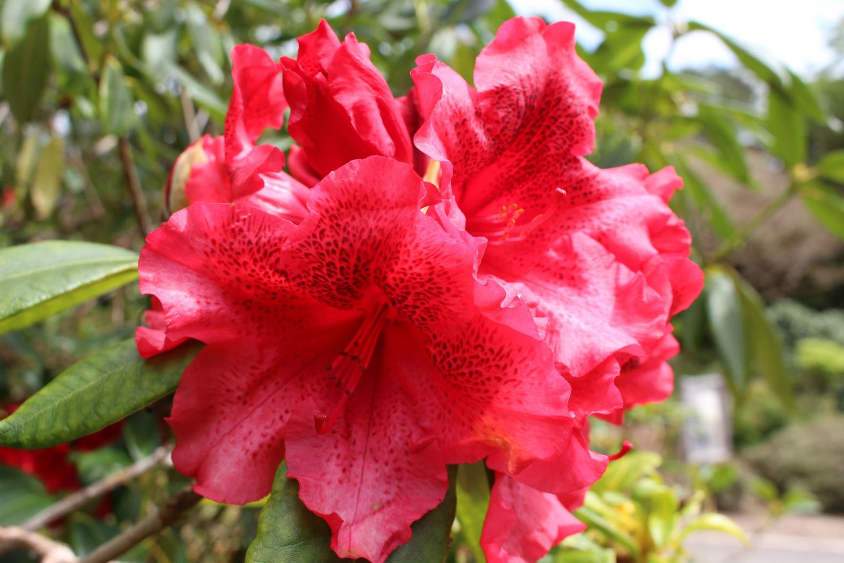 Rhododendron 'Red Olympia'