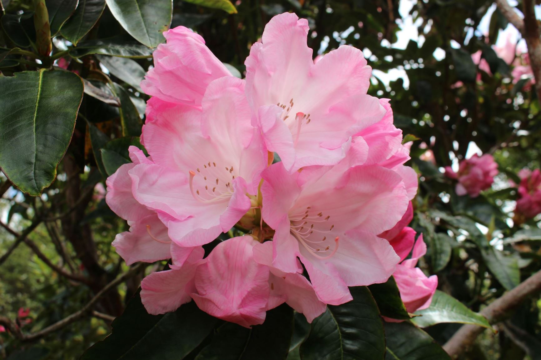 Rhododendron 'Diane Titcomb'