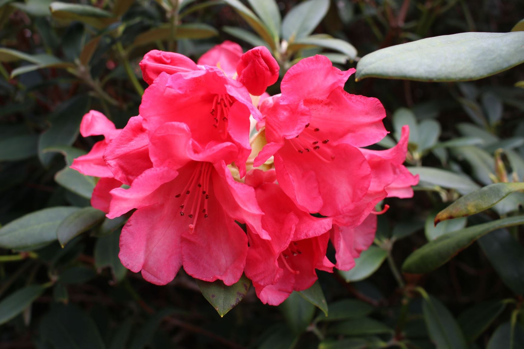 Rhododendron 'Shrimp Girl'