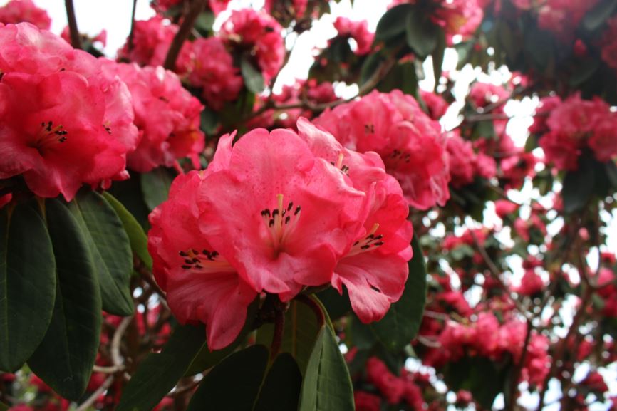 Rhododendron 'Tregedna'