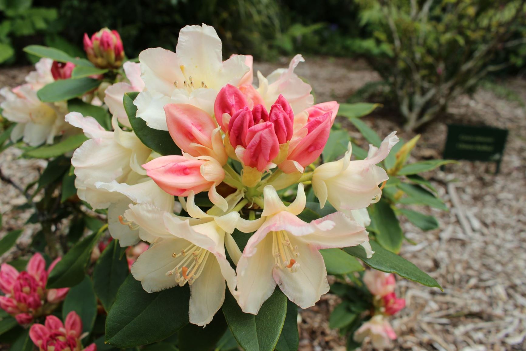 Rhododendron 'Golden Torch'