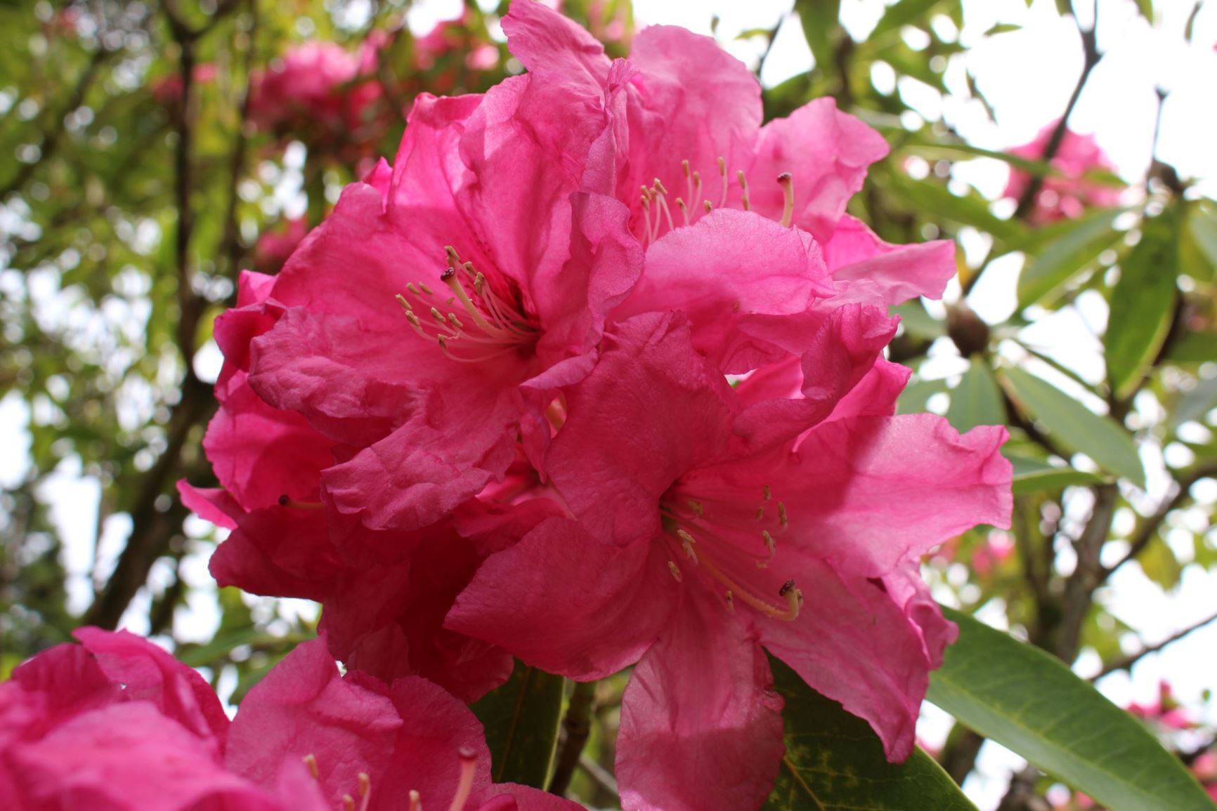 Rhododendron 'Holmeslee Ruby'