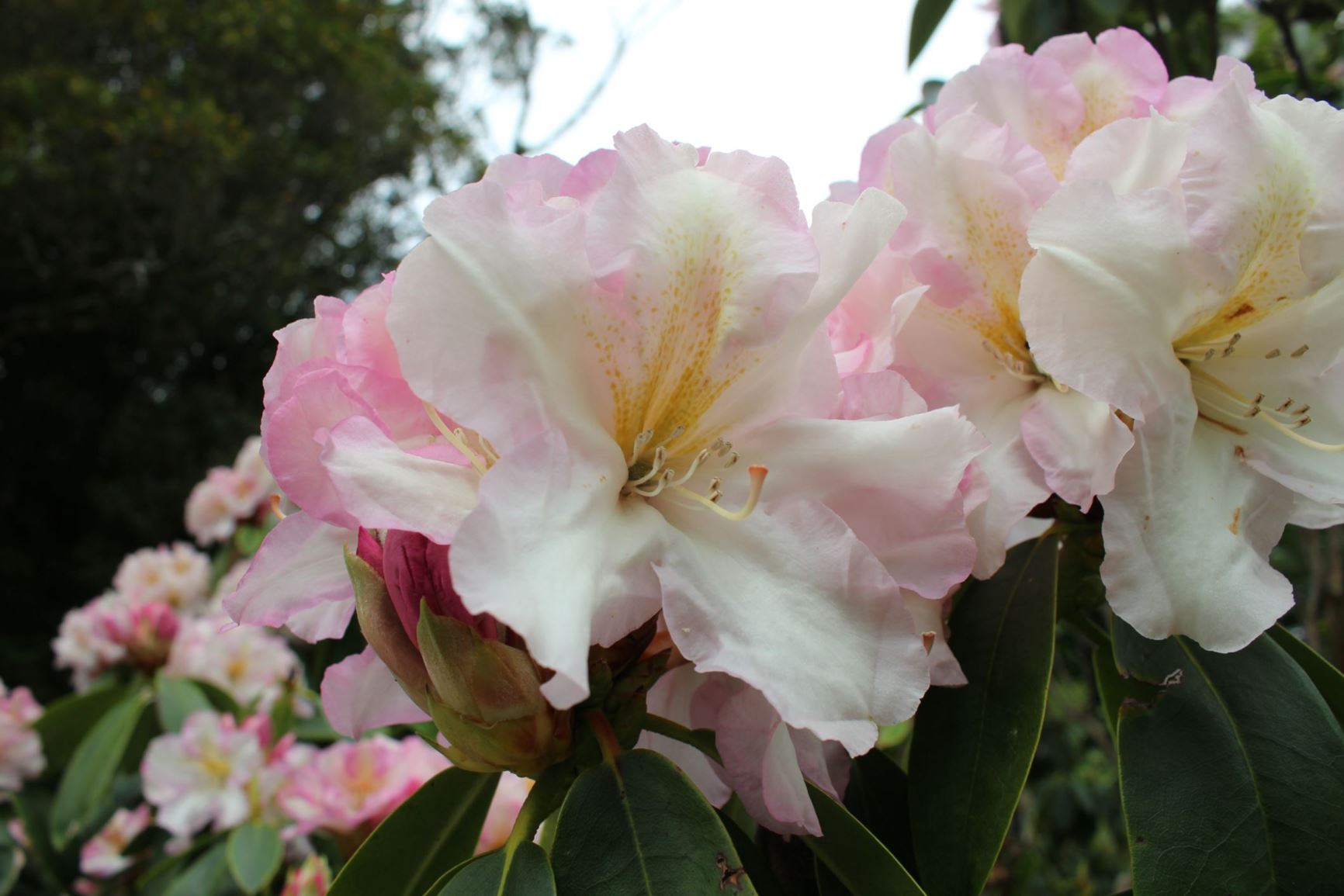 Rhododendron 'Greer's Cream Delight'