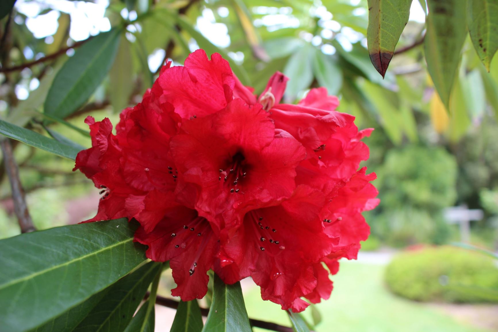 Rhododendron 'Red Dazzle'