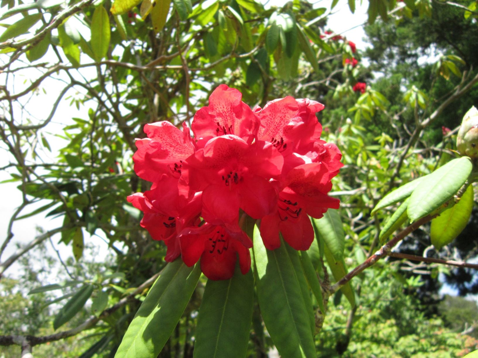 Rhododendron 'Beau Brummell'
