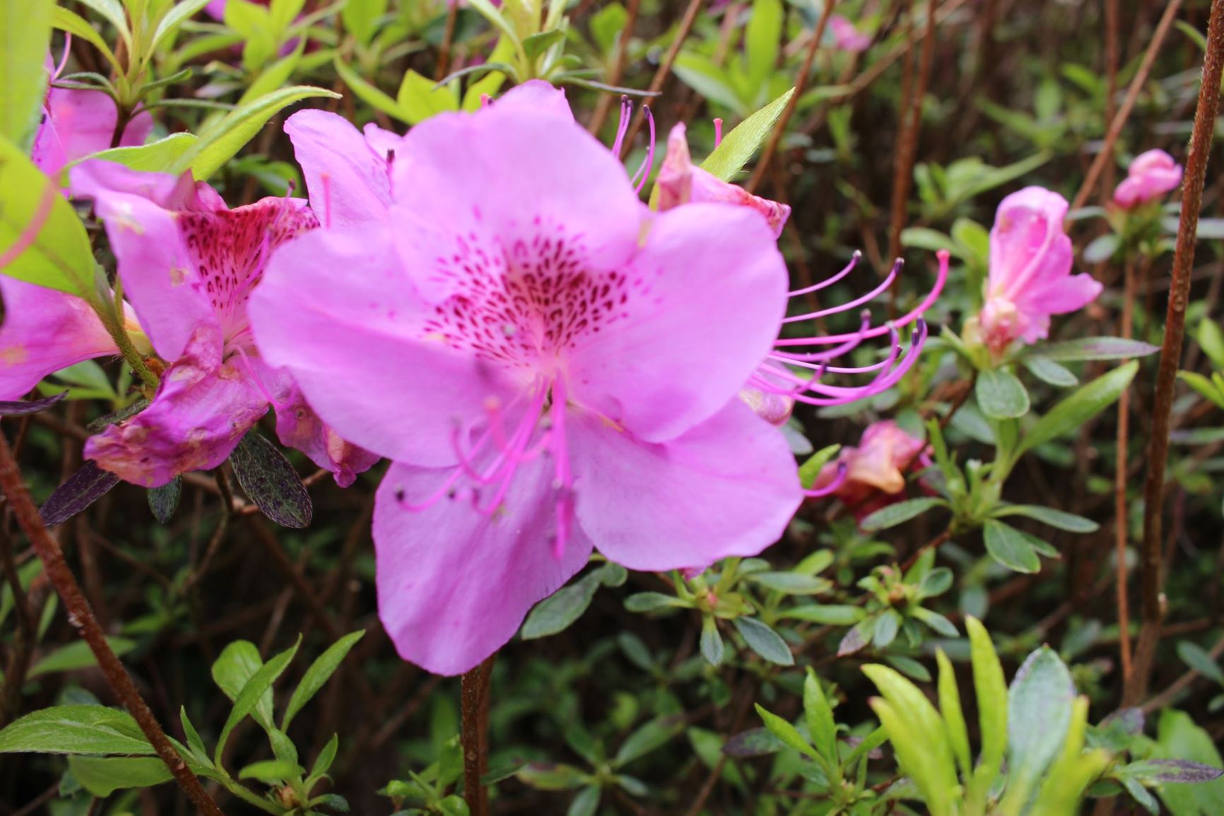 Rhododendron 'Louise Dowdle' (Azalea)