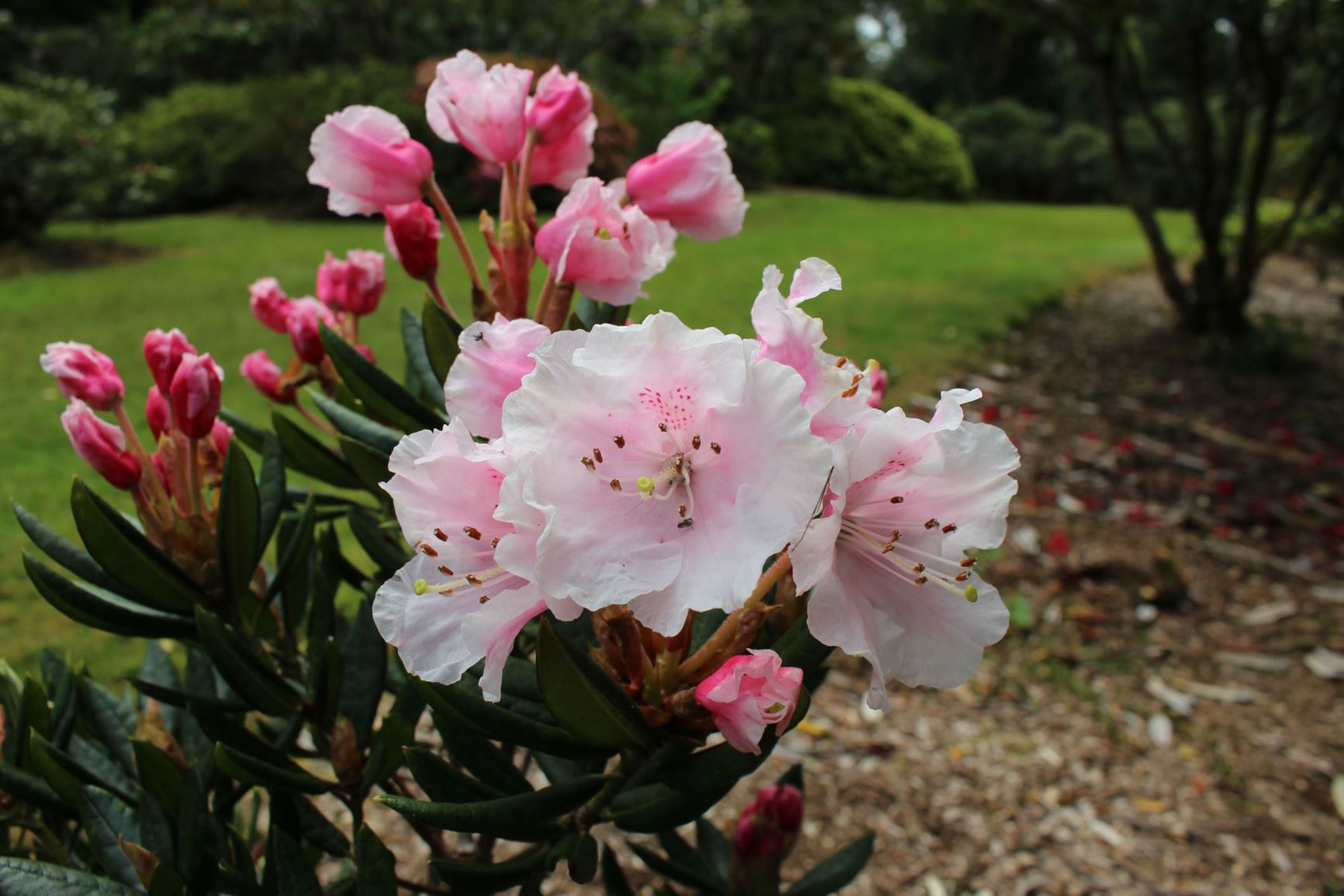 Rhododendron aberconwayi ×