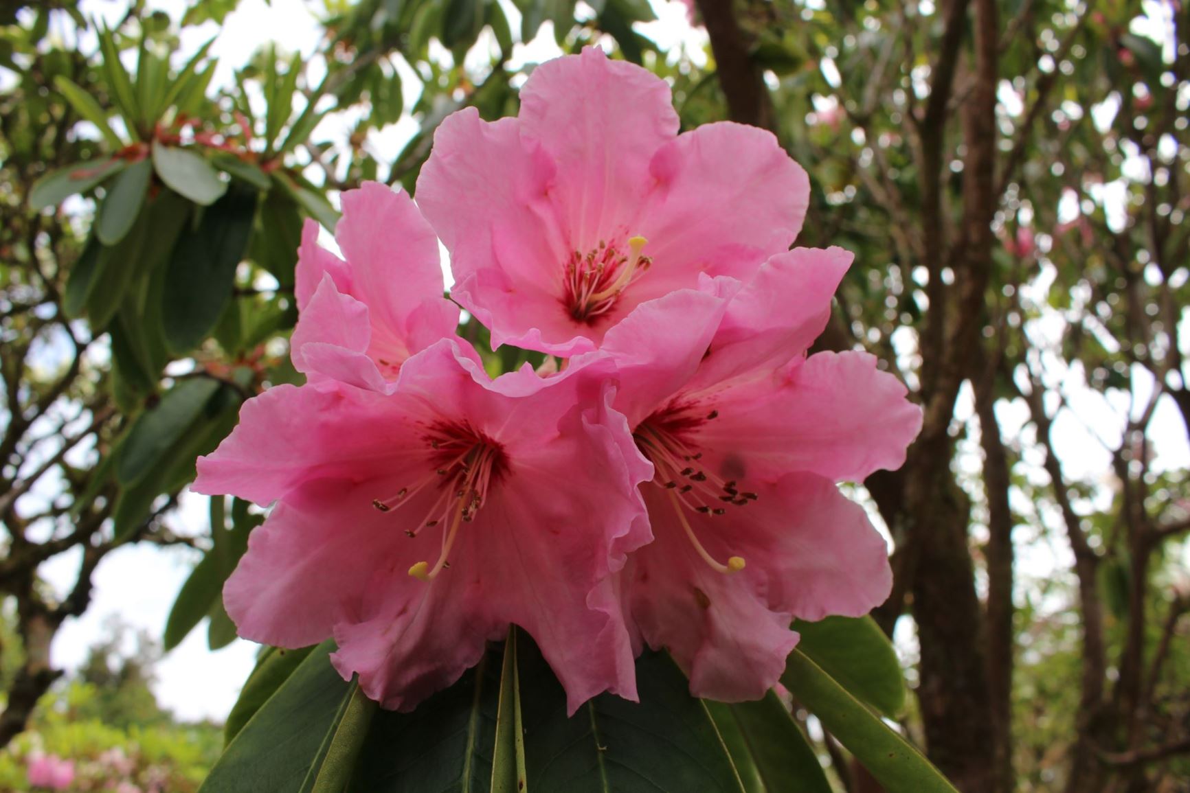 Rhododendron 'Mollie Coker'