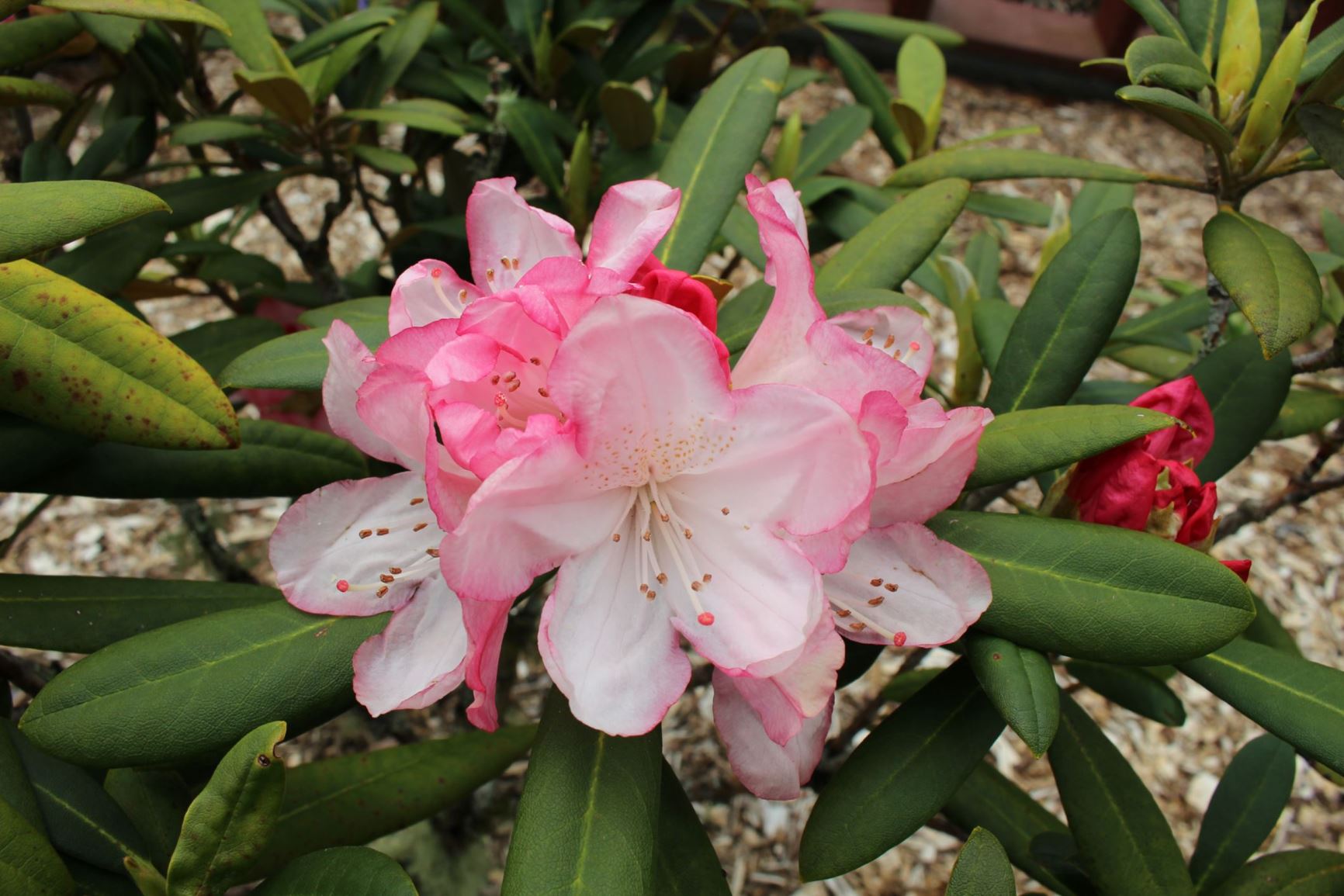 Rhododendron 'Lady Matthews'