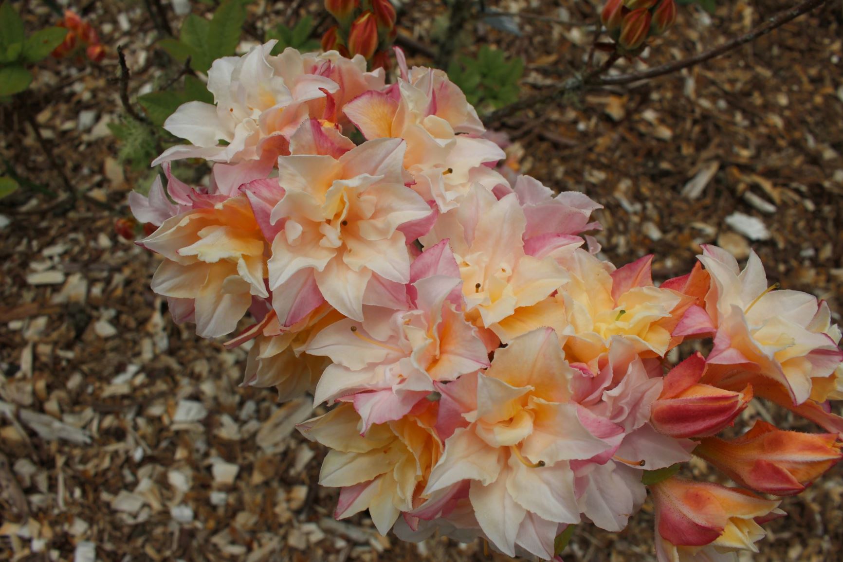 Rhododendron 'Softlights' (Deciduous Azalea)