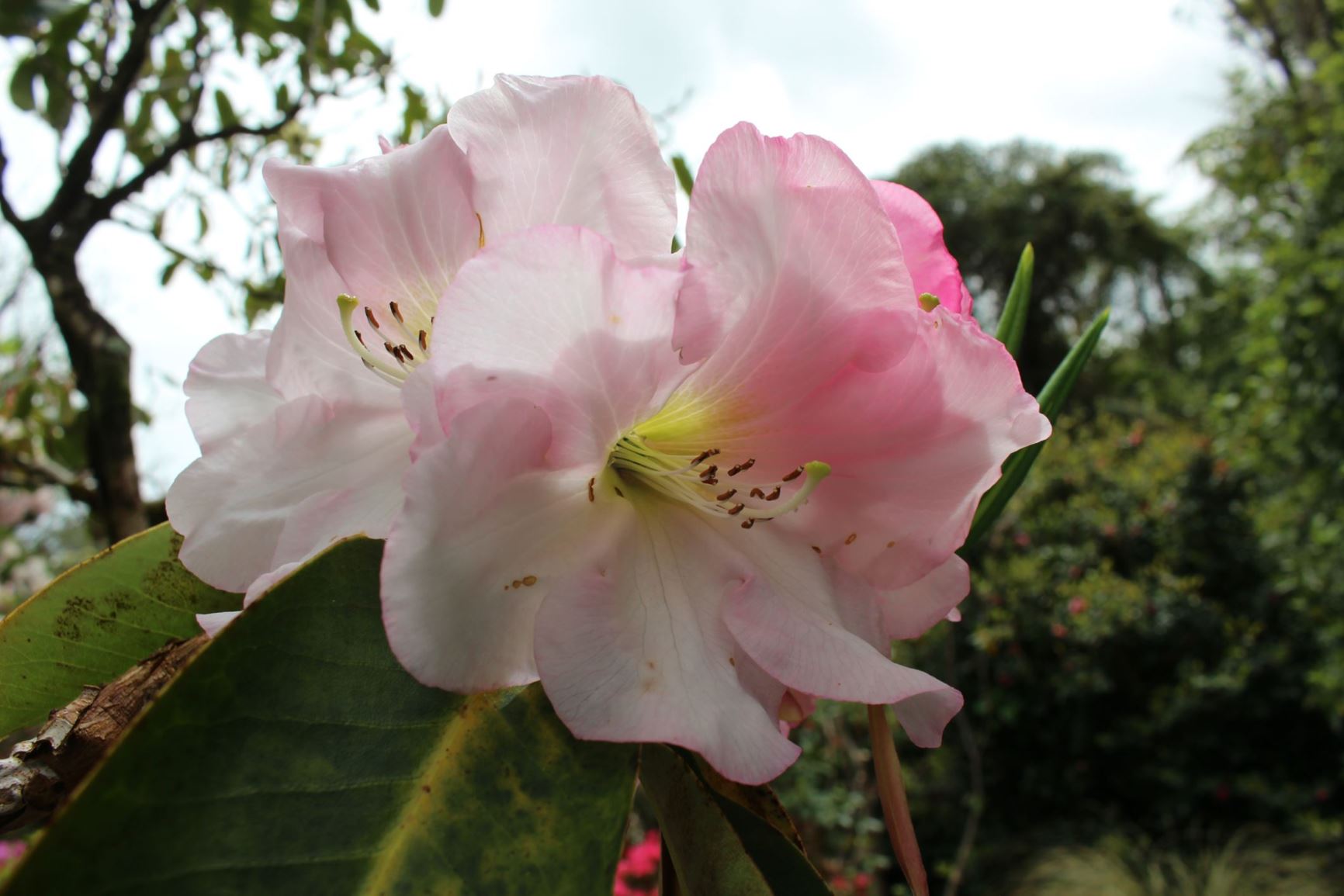 Rhododendron 'Roger Tasker'