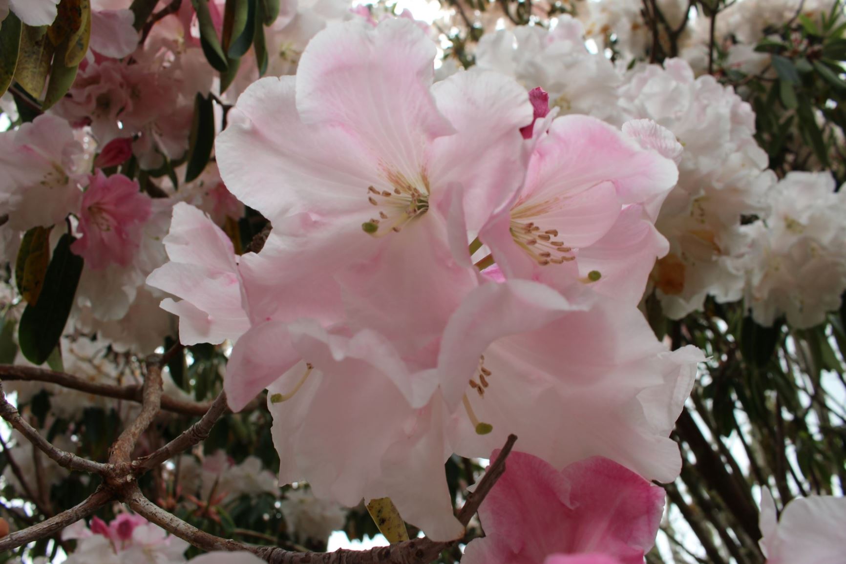 Rhododendron 'Phantom'