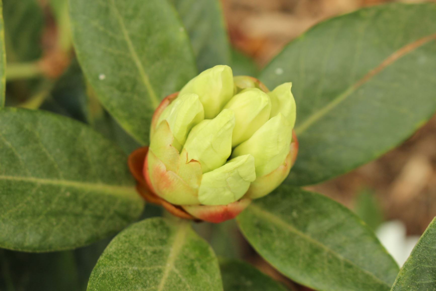 Rhododendron 'Frosted Candy' (Vireya) × R. konori (Vireya)