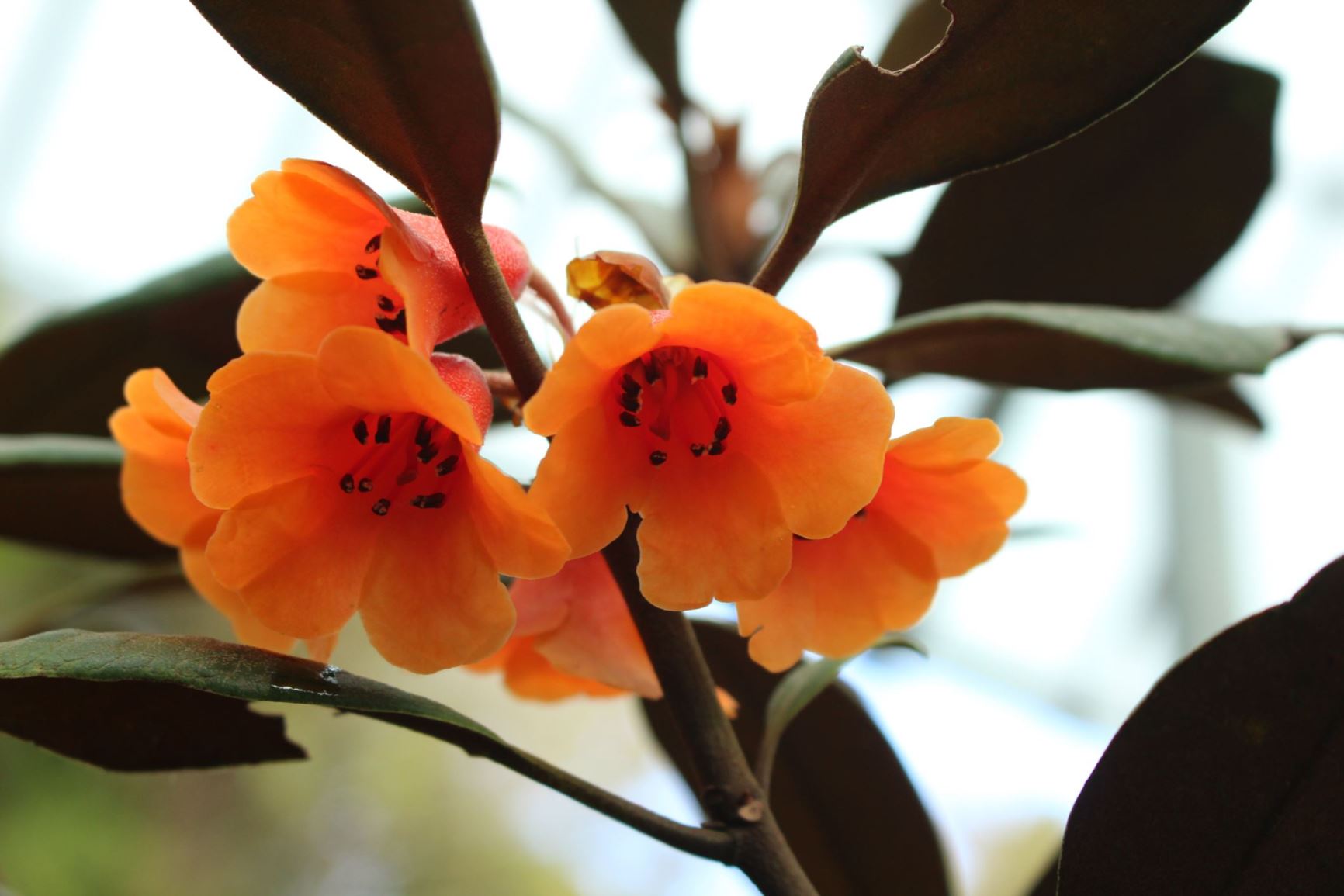 Rhododendron aequabile (Vireya)