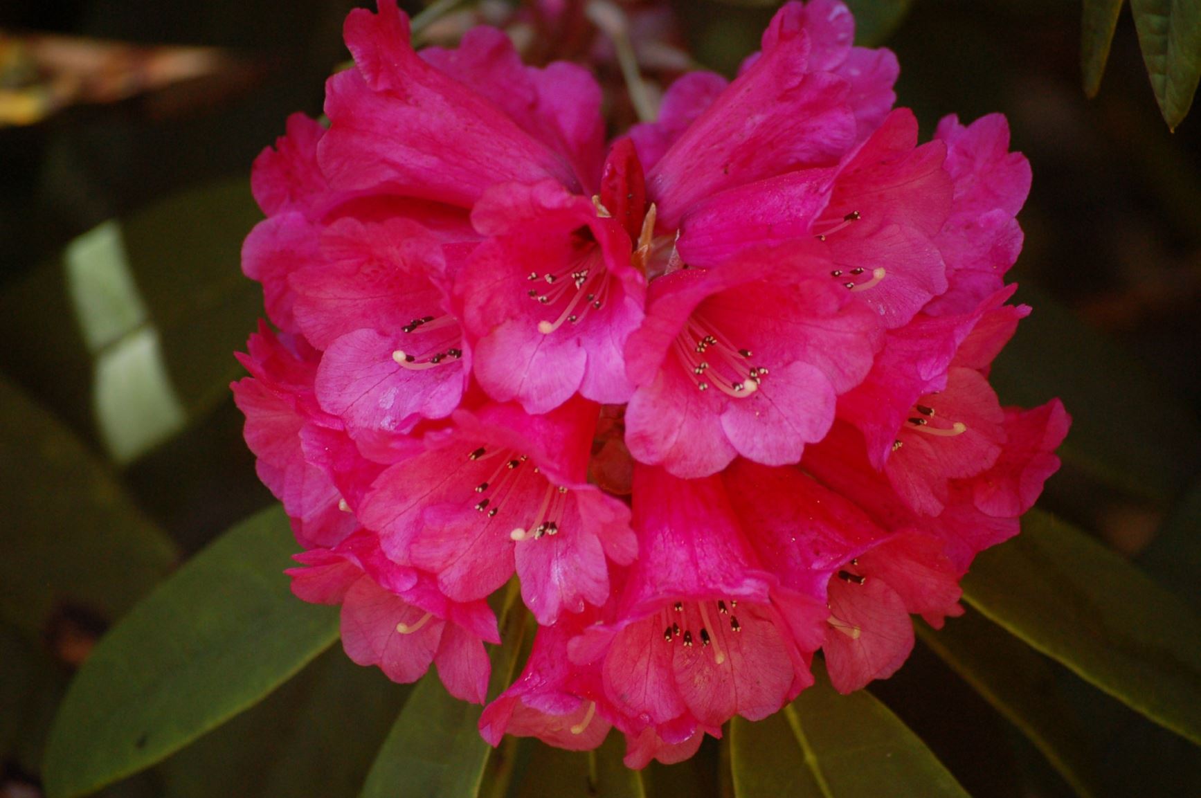 Rhododendron grande × R. arboreum
