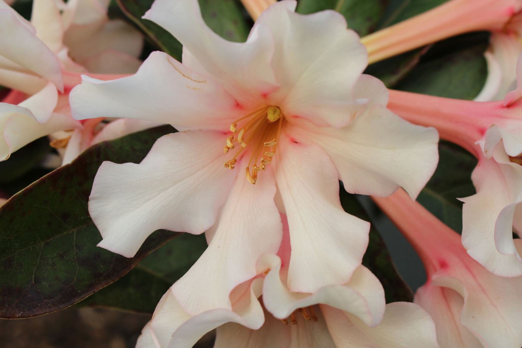 Rhododendron 'Madonna' (Vireya)