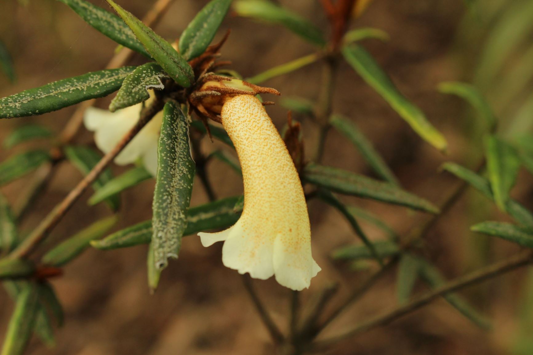 Rhododendron caliginis (Vireya)