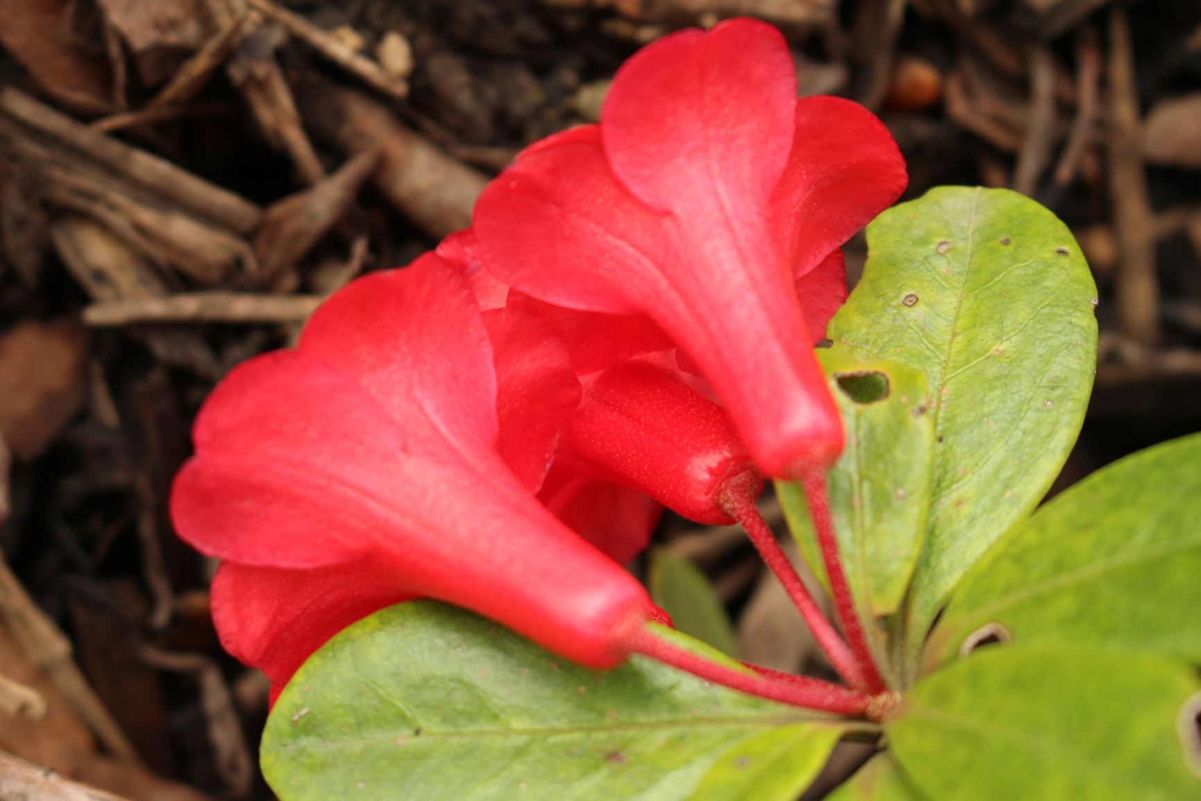 Rhododendron 'Littlest Angel' (Vireya)