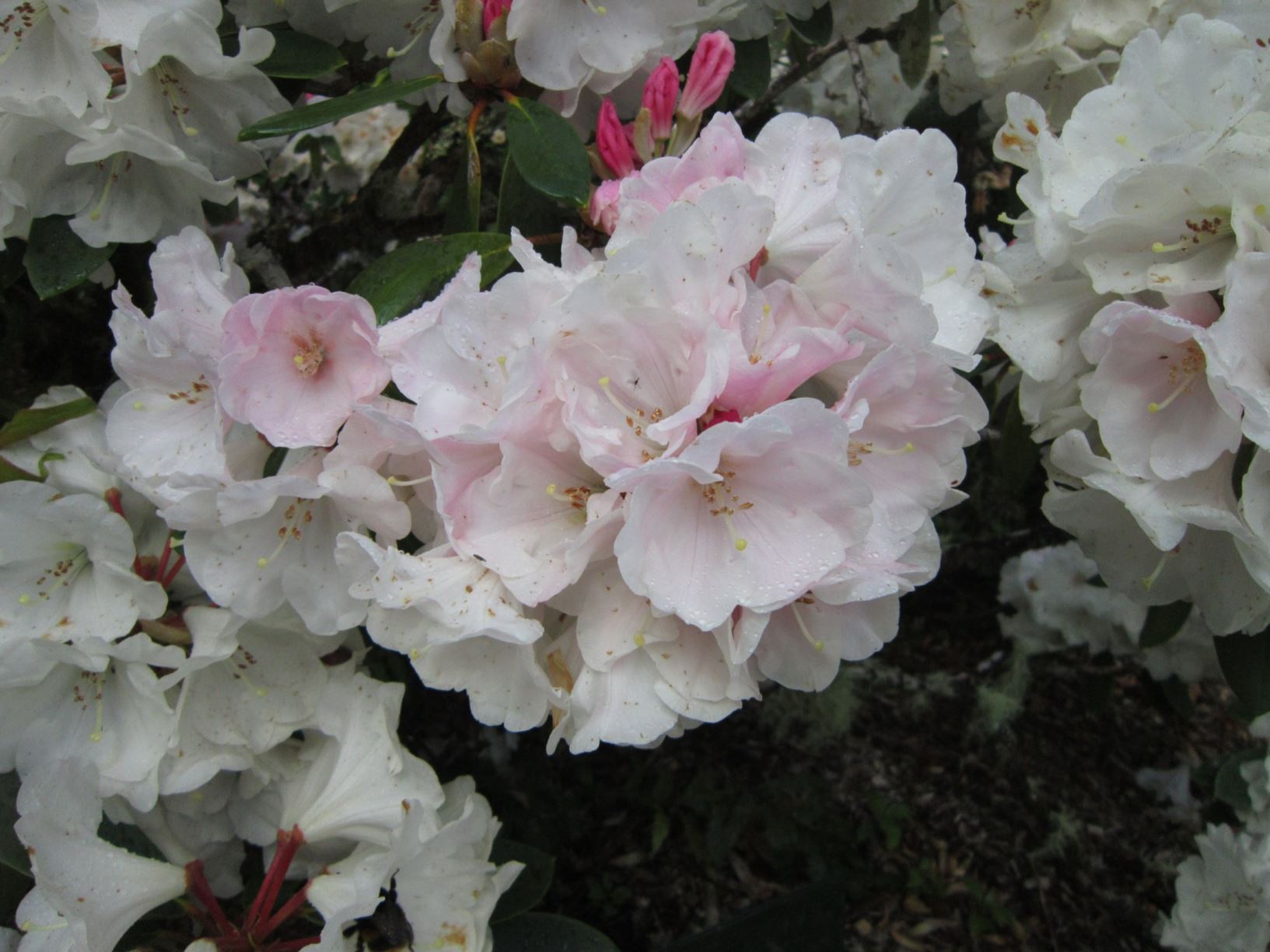 Rhododendron 'Lady Bowes Lyon'