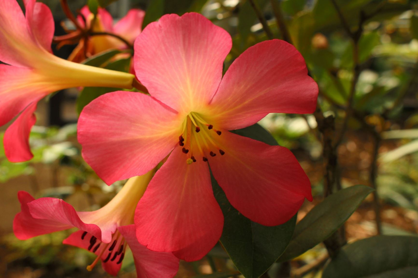 Rhododendron 'Christopher John' (Vireya)