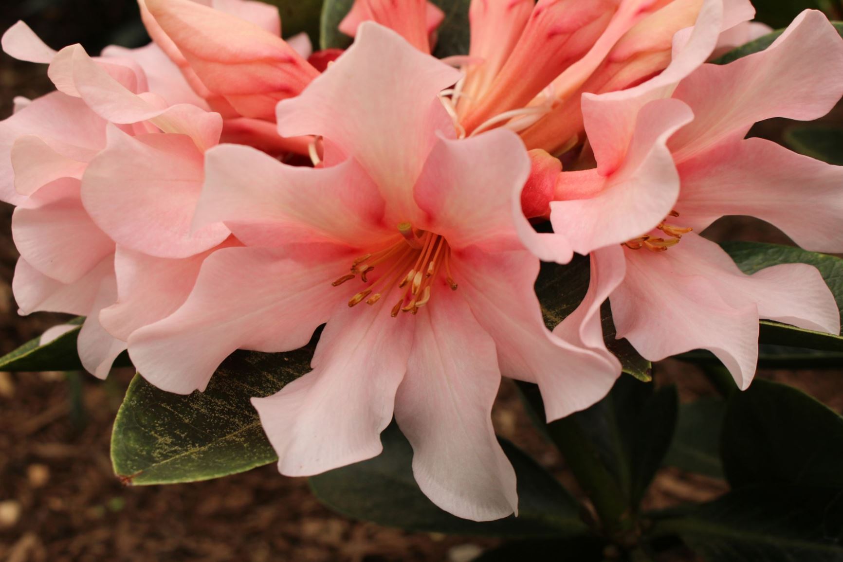 Rhododendron 'Madonna' (Vireya) × R. konori (Vireya)