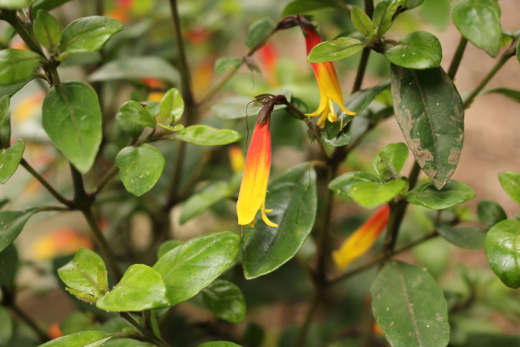 Justicia floribunda - Brazillian fuchsia