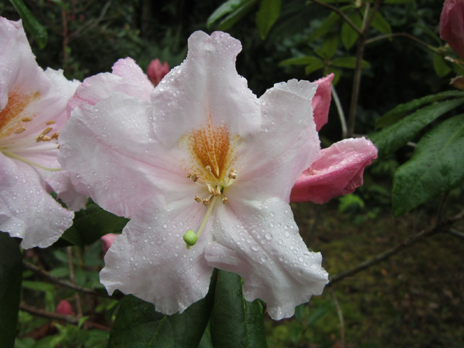 Rhododendron 'Don Brunton'