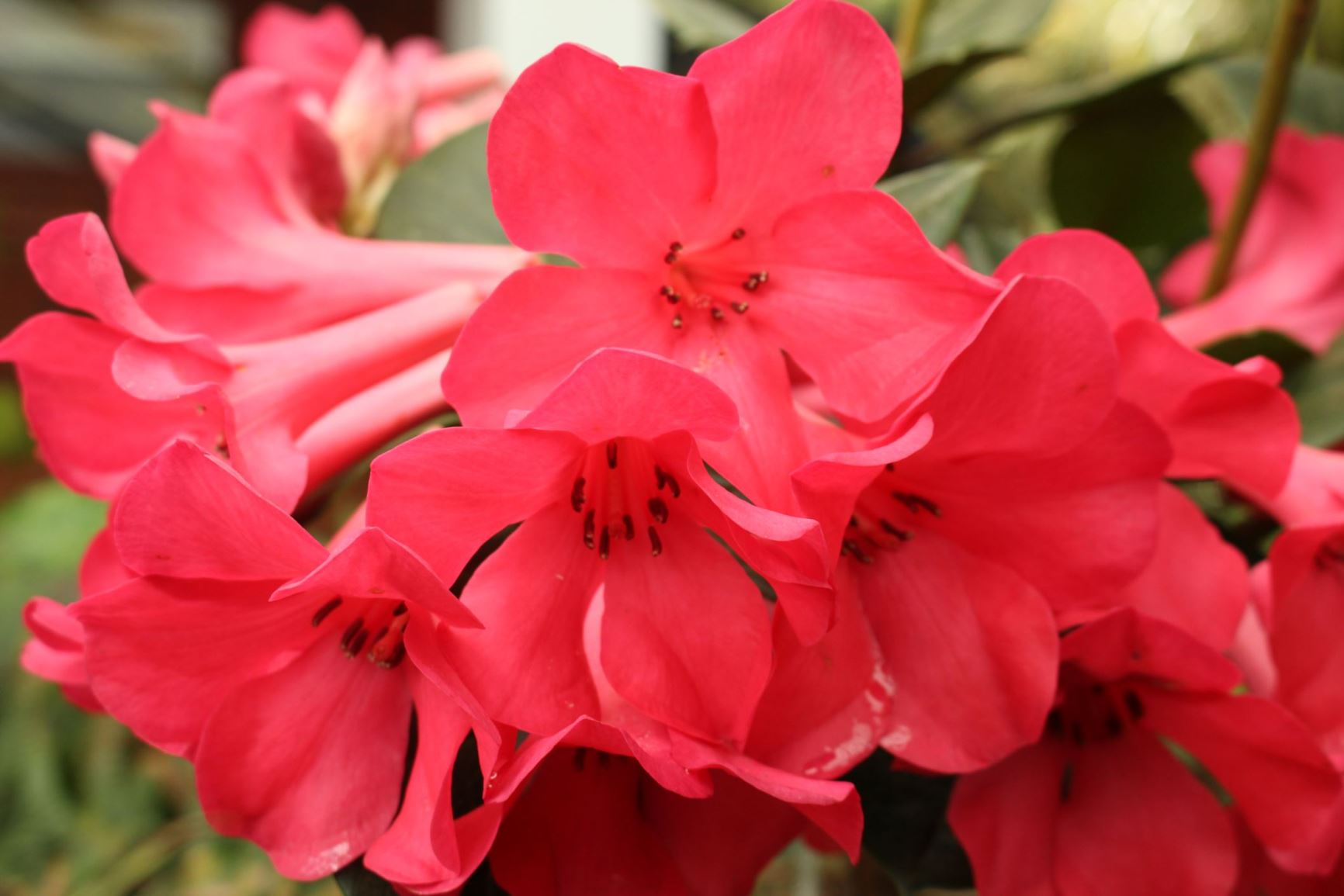 Rhododendron 'Great Scent-sation' (Vireya)