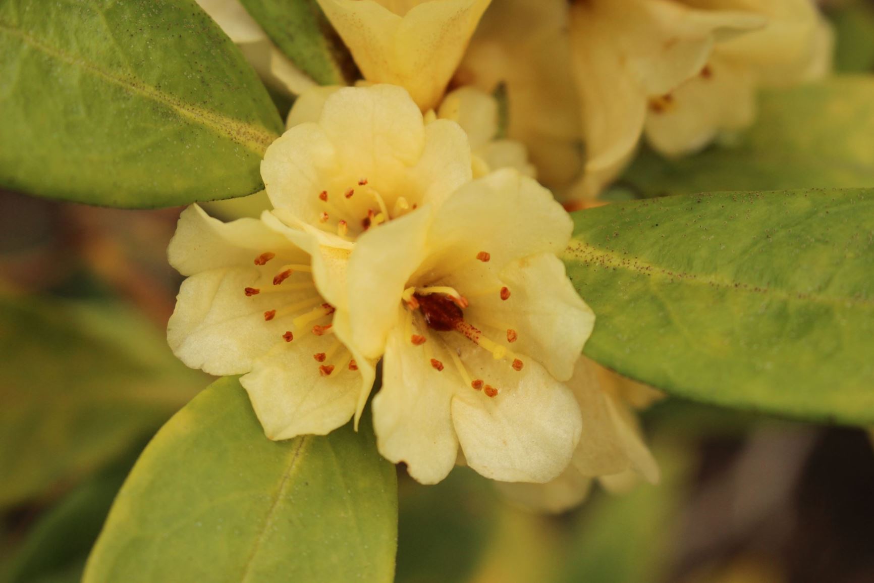 Rhododendron album (Vireya)