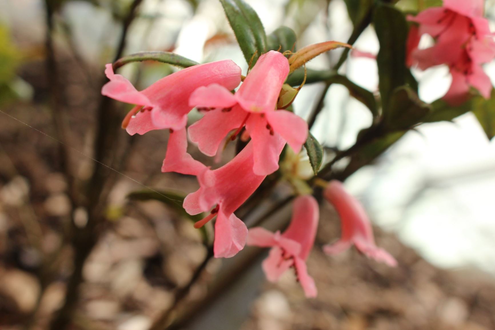 Rhododendron dielsianum var. dielsianum (Vireya)