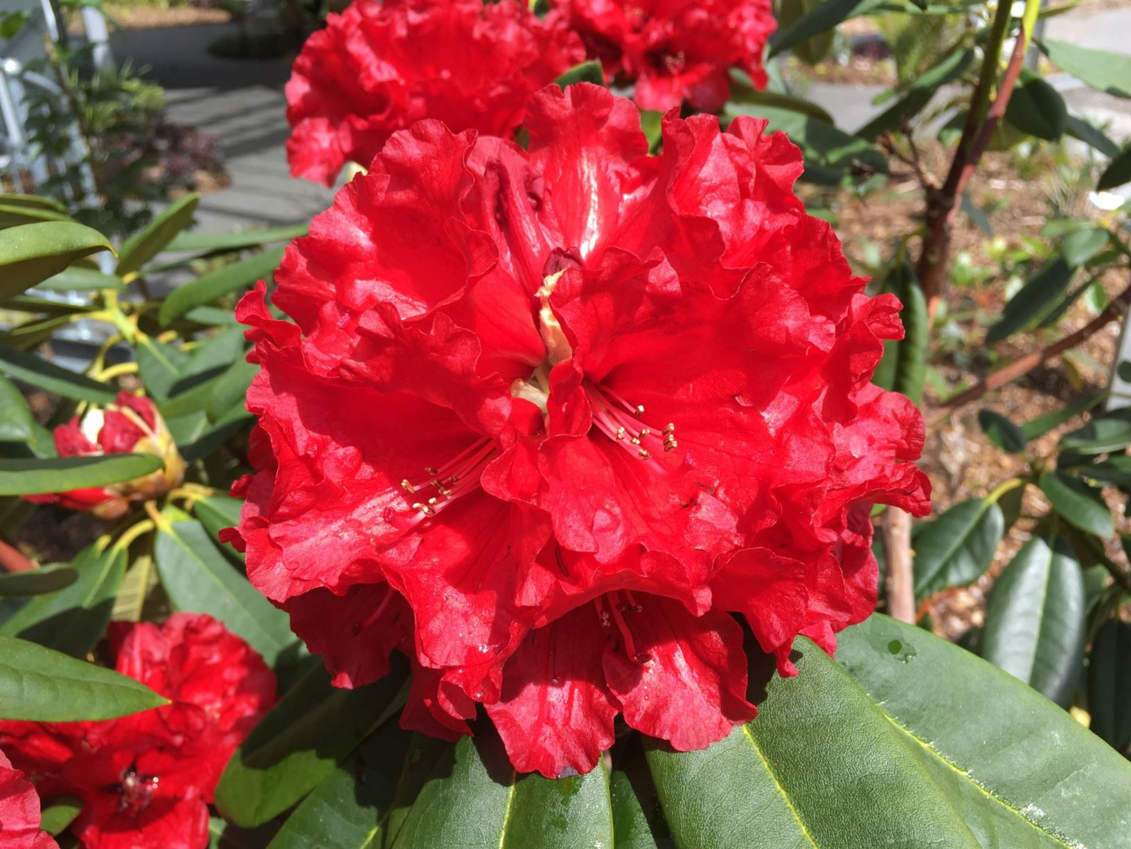 Rhododendron 'Gwyneth Masters'