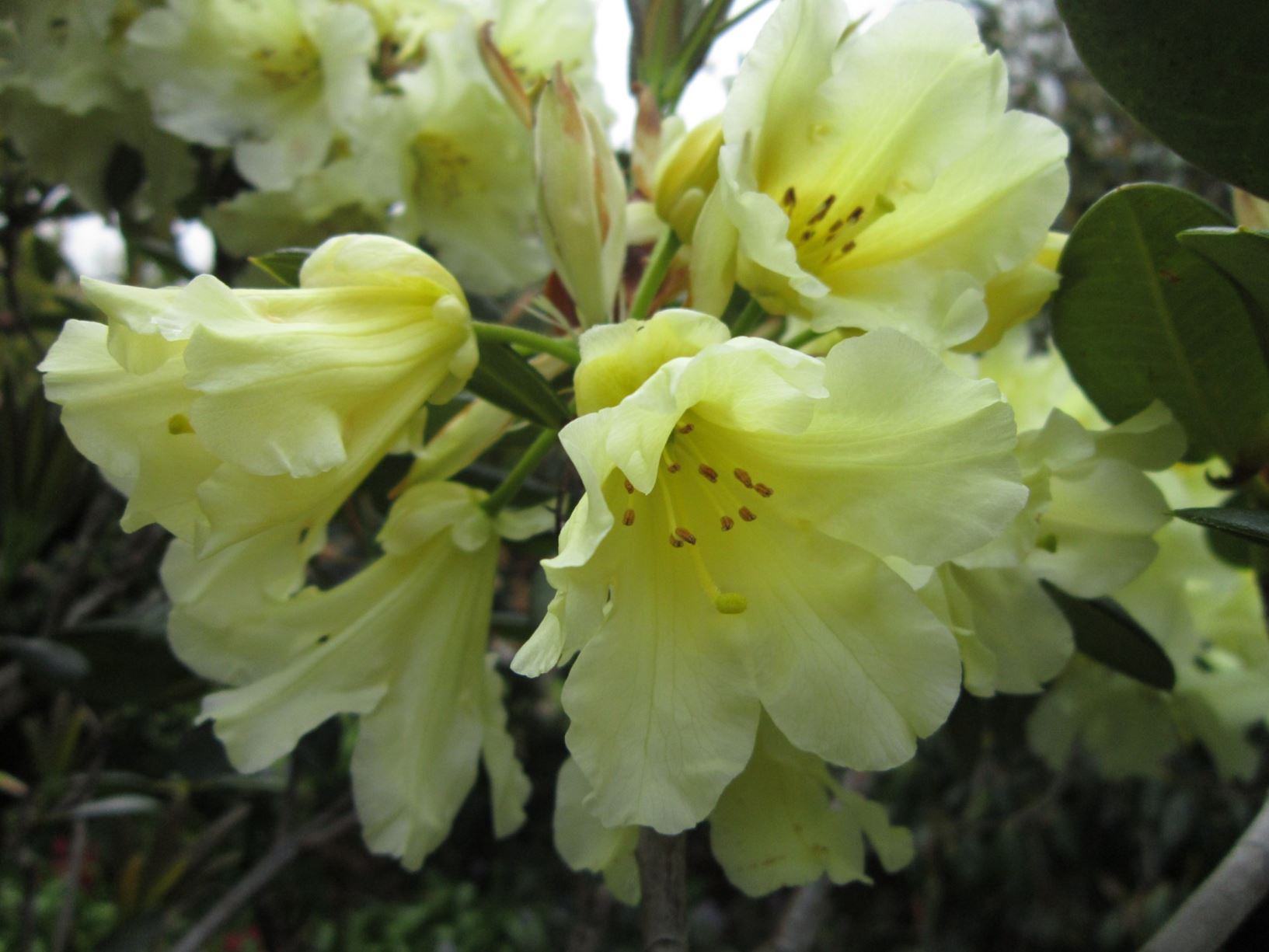 Rhododendron 'Jeritsa'