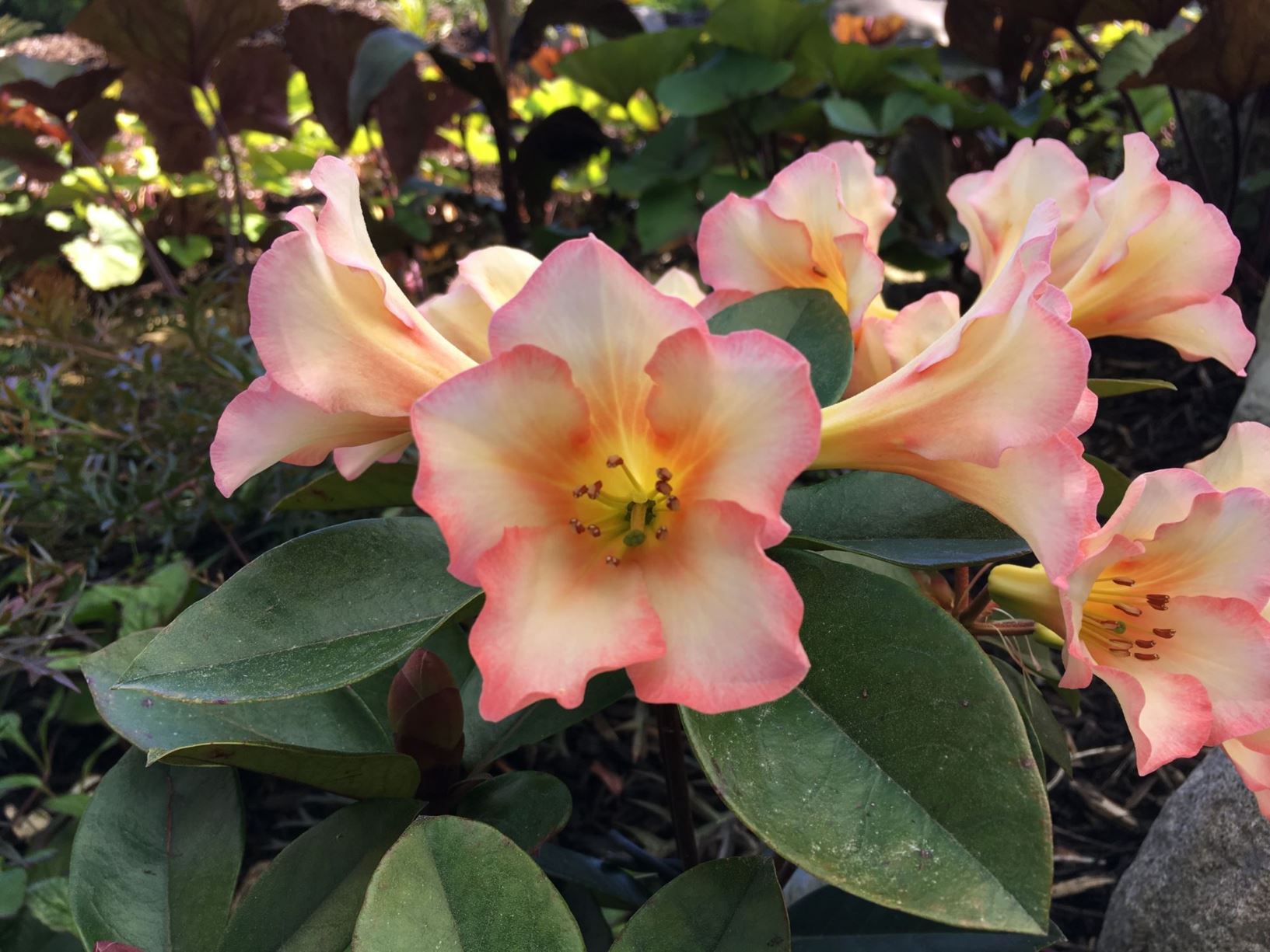 Rhododendron 'Cara Mia' (Vireya)