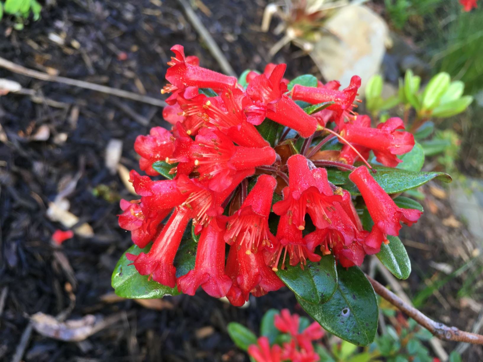 Rhododendron retusum var. retusum (Vireya)