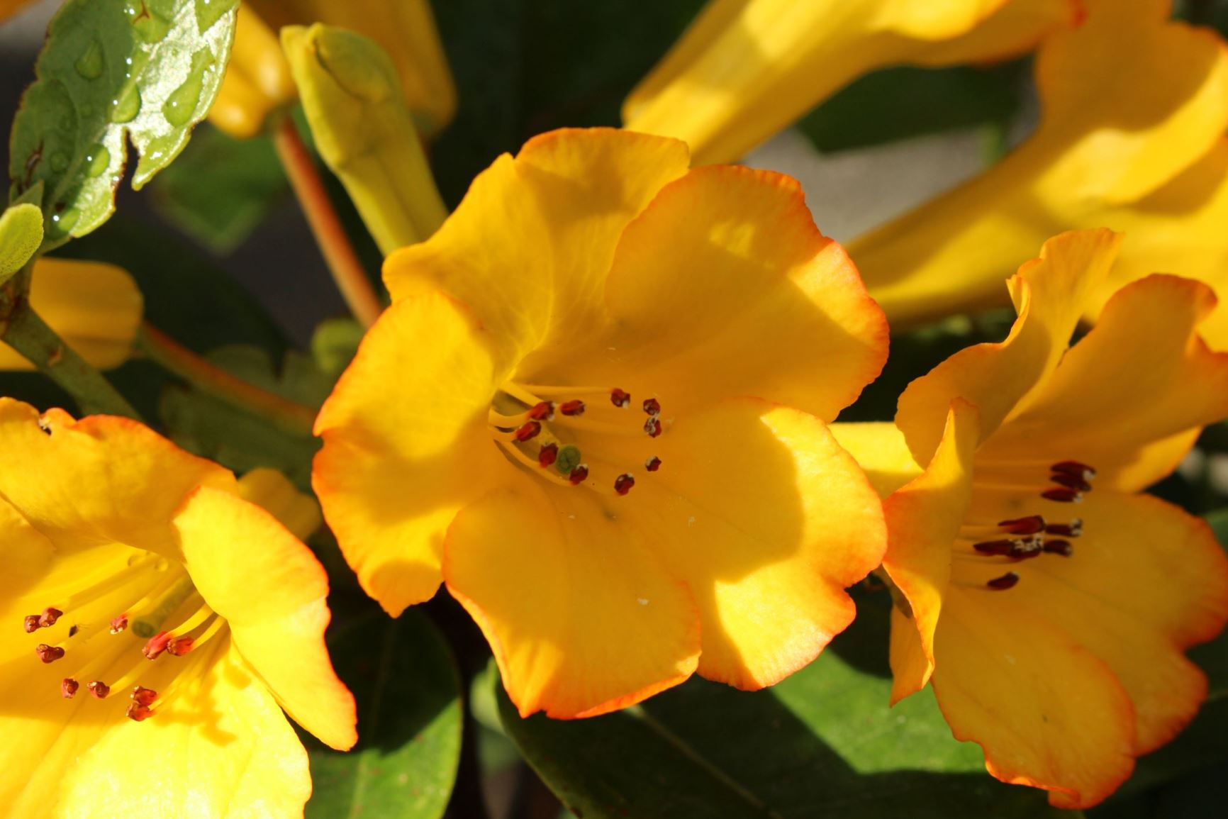 Rhododendron 'Haloed Gold' (Vireya)