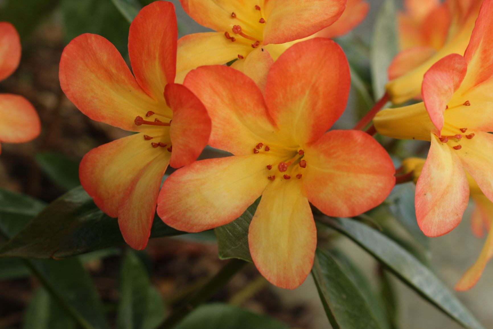 Rhododendron 'Lulu' (Vireya)