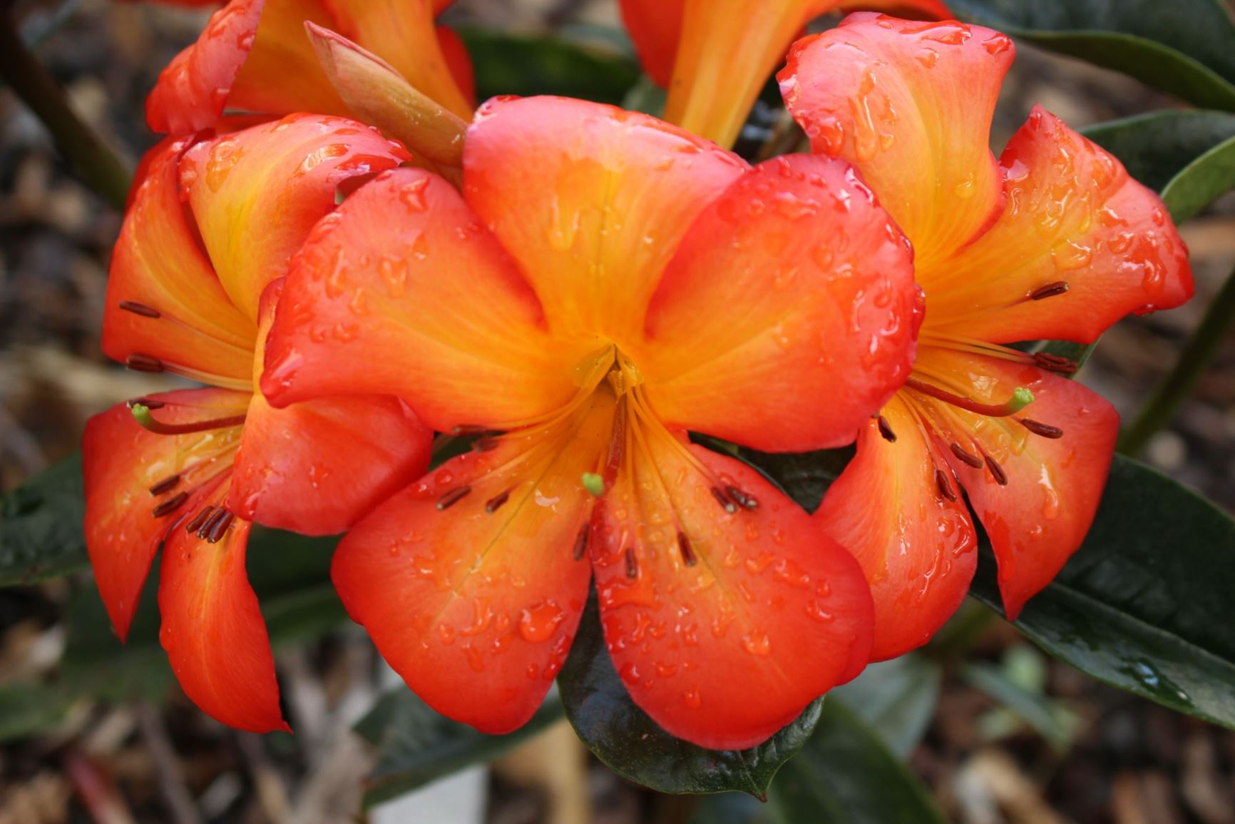 Rhododendron sp. [Unknown Vireya Hybrid - big orange flowers]