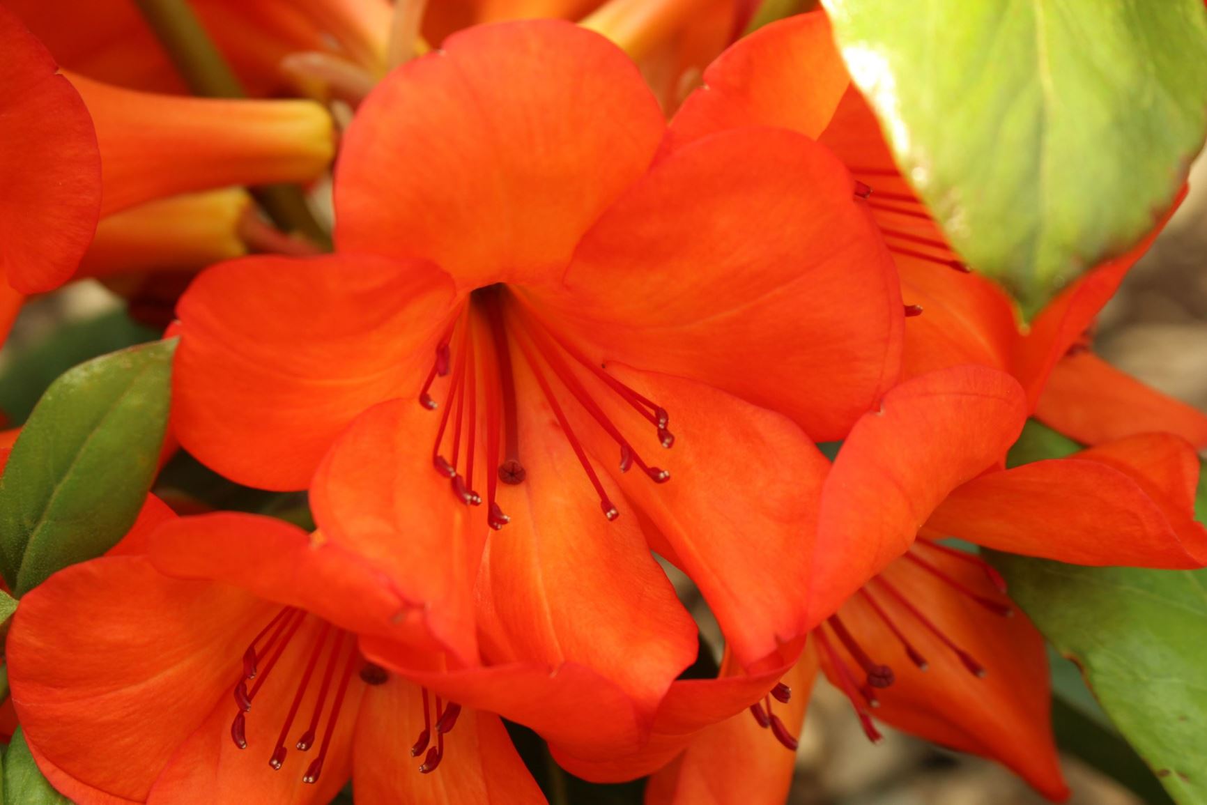 Rhododendron 'Tropic Beauty' (Vireya)