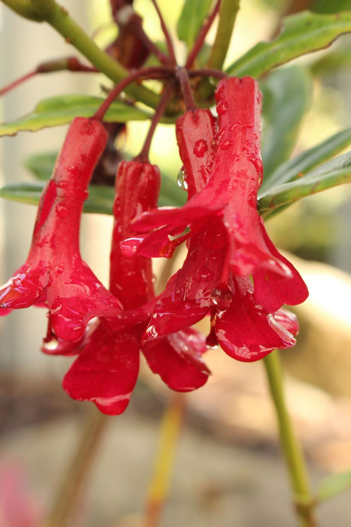 Rhododendron yongii (Vireya)