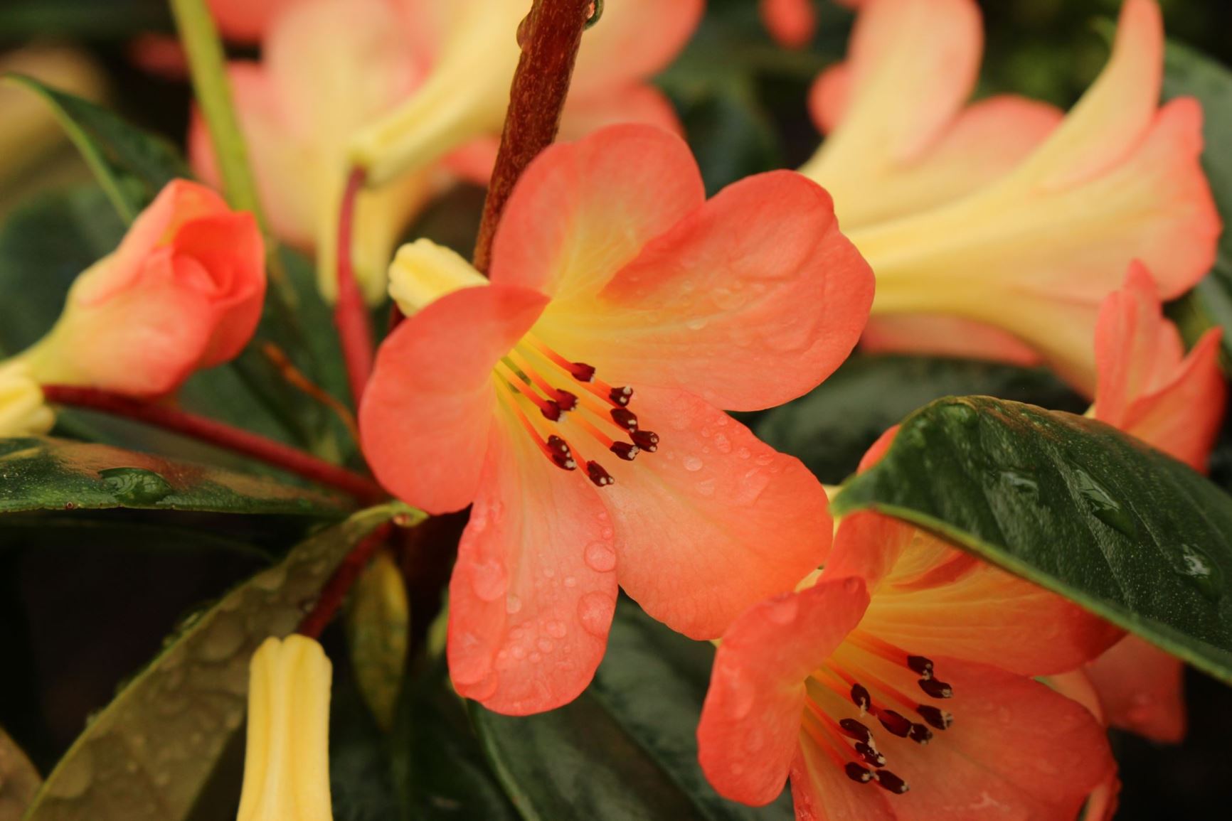 Rhododendron 'Kisses' (Vireya)