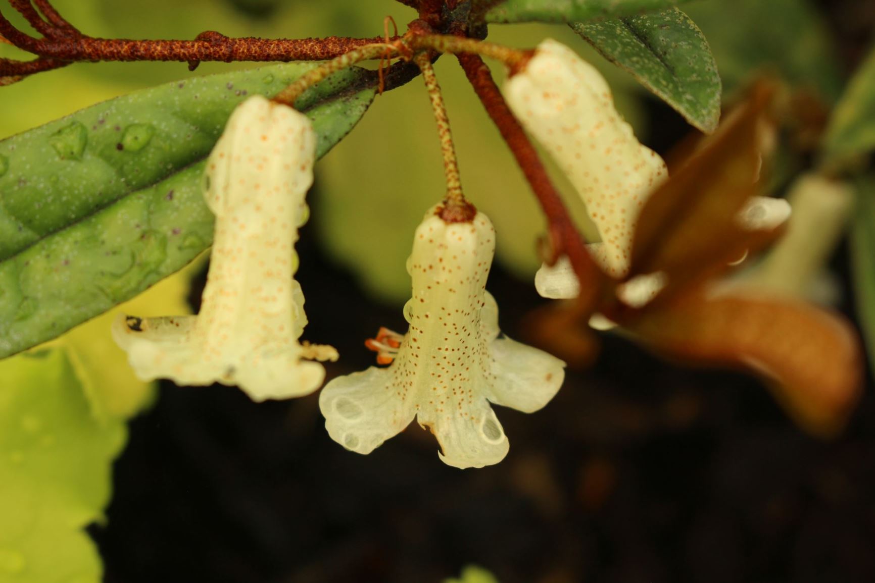 Rhododendron micromalayanum [White Form] (Vireya)